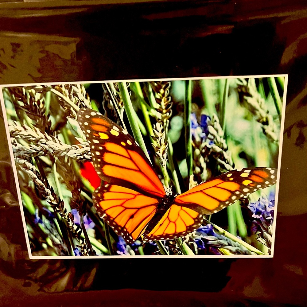 Butterfly portrait